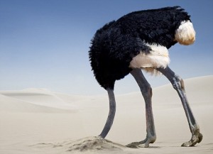 ostrich